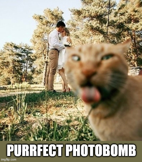 PURRFECT PHOTOBOMB | image tagged in photobomb,purrfect,level expert,cat | made w/ Imgflip meme maker