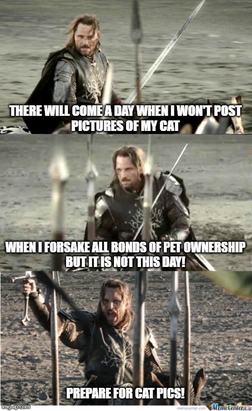 Aragorn | THERE WILL COME A DAY WHEN I WON'T POST PICTURES OF MY CAT; WHEN I FORSAKE ALL BONDS OF PET OWNERSHIP


BUT IT IS NOT THIS DAY!
 
 
 
 
 
 

 
 
PREPARE FOR CAT PICS! | image tagged in aragorn | made w/ Imgflip meme maker