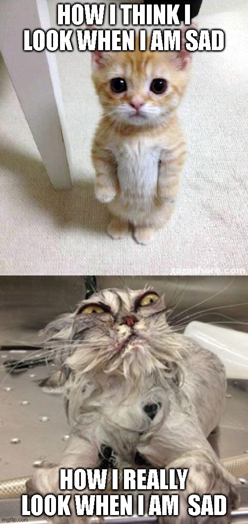 HOW I THINK I LOOK WHEN I AM SAD; HOW I REALLY LOOK WHEN I AM  SAD | image tagged in memes,cute cat,ugly cat bath | made w/ Imgflip meme maker