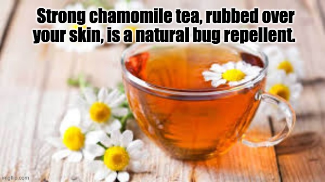 Strong chamomile tea, rubbed over your skin, is a natural bug repellent. | image tagged in chamomile tea,bug repellent | made w/ Imgflip meme maker
