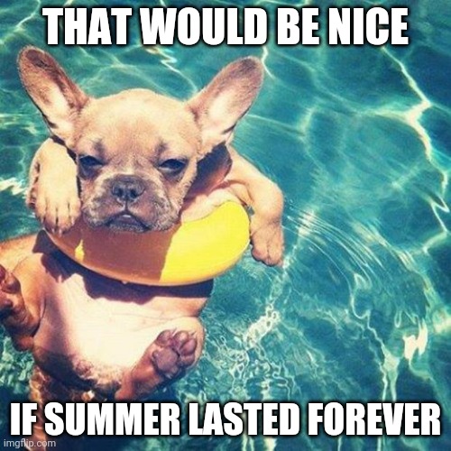 What Could Possibly Go Wrong? | THAT WOULD BE NICE; IF SUMMER LASTED FOREVER | image tagged in summer is here dog pug | made w/ Imgflip meme maker