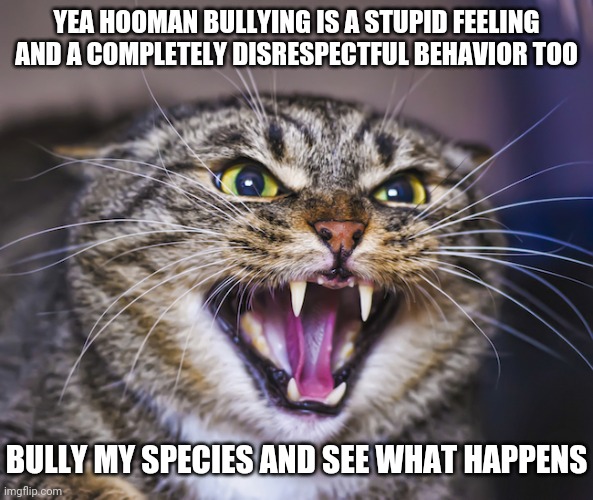 Bully a cat and see what happens | YEA HOOMAN BULLYING IS A STUPID FEELING AND A COMPLETELY DISRESPECTFUL BEHAVIOR TOO; BULLY MY SPECIES AND SEE WHAT HAPPENS | image tagged in angry cat,memes,cats | made w/ Imgflip meme maker