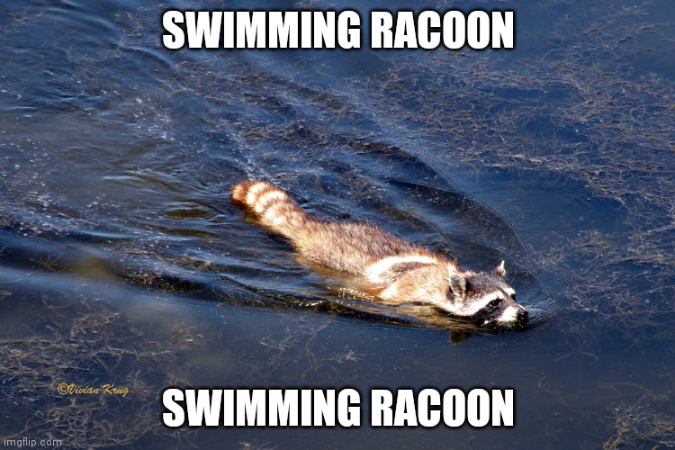 swimmingracoon | SWIMMING RACOON; SWIMMING RACOON | image tagged in memes | made w/ Imgflip meme maker