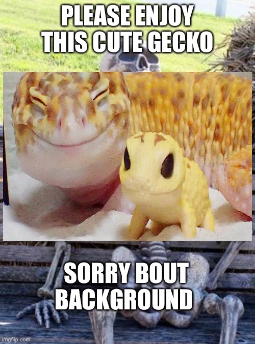 Leopard gecky | PLEASE ENJOY THIS CUTE GECKO; SORRY BOUT BACKGROUND | image tagged in memes,waiting skeleton | made w/ Imgflip meme maker