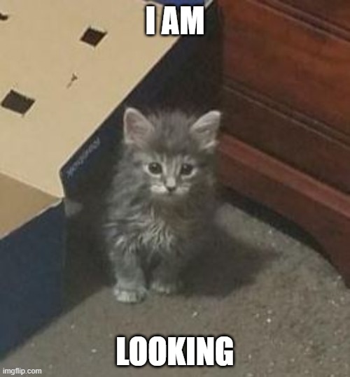 this my friends kitty | I AM; LOOKING | image tagged in cat,cat meme | made w/ Imgflip meme maker