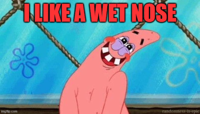 Blushing Patrick | I LIKE A WET NOSE | image tagged in blushing patrick | made w/ Imgflip meme maker