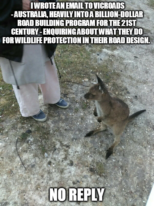 Little Joey looking for Mum | I WROTE AN EMAIL TO VICROADS - AUSTRALIA, HEAVILY INTO A BILLION-DOLLAR ROAD BUILDING PROGRAM FOR THE 21ST CENTURY - ENQUIRING ABOUT WHAT THEY DO FOR WILDLIFE PROTECTION IN THEIR ROAD DESIGN. NO REPLY | image tagged in little joey | made w/ Imgflip meme maker