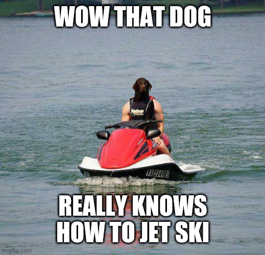 GOOD DOG | WOW THAT DOG; REALLY KNOWS HOW TO JET SKI | image tagged in dog,lake | made w/ Imgflip meme maker