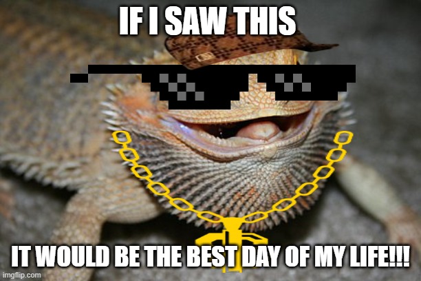 IF I SAW THIS; IT WOULD BE THE BEST DAY OF MY LIFE!!! | image tagged in bearded dragon,funny animals,awesome | made w/ Imgflip meme maker