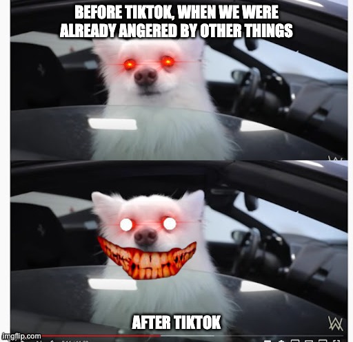 Ironic, Because This Dog's Name Is Happy | BEFORE TIKTOK, WHEN WE WERE ALREADY ANGERED BY OTHER THINGS; AFTER TIKTOK | image tagged in dogs,tik tok,angery | made w/ Imgflip meme maker