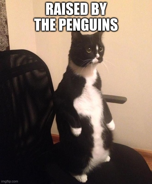 RAISED BY THE PENGUINS | image tagged in cats | made w/ Imgflip meme maker