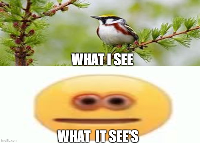 what i see | WHAT I SEE; WHAT  IT SEE'S | image tagged in funny | made w/ Imgflip meme maker