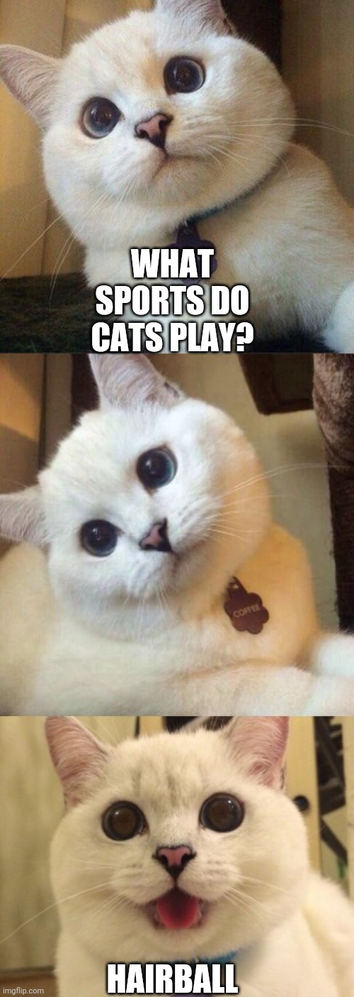 bad pun cat  | WHAT SPORTS DO CATS PLAY? HAIRBALL | image tagged in bad pun cat | made w/ Imgflip meme maker