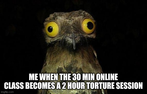 Weird Stuff I Do Potoo | ME WHEN THE 30 MIN ONLINE CLASS BECOMES A 2 HOUR TORTURE SESSION | image tagged in memes,weird stuff i do potoo | made w/ Imgflip meme maker