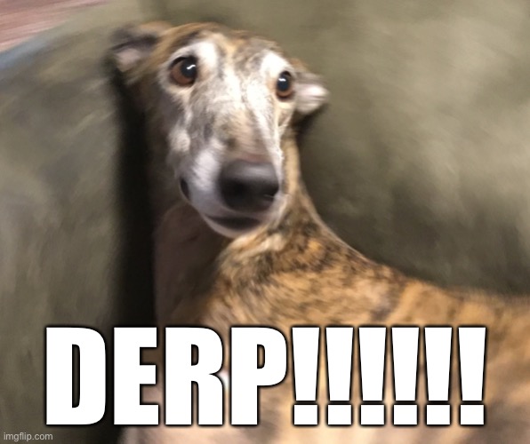DERP dog | DERP!!!!!! | image tagged in memes,funny,derp,dogs | made w/ Imgflip meme maker