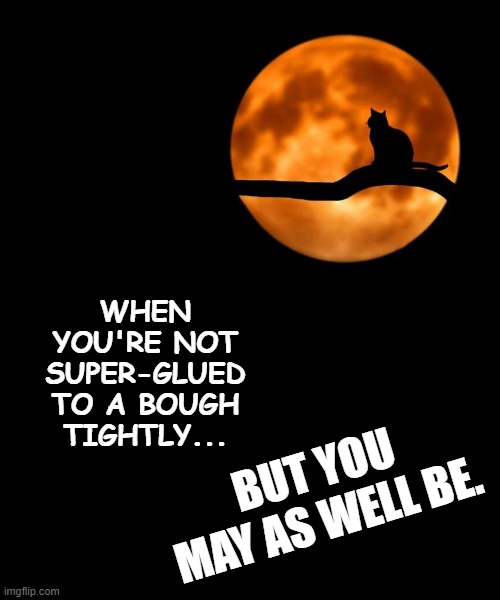 moon cat opportunities | BUT YOU MAY AS WELL BE. WHEN YOU'RE NOT SUPER-GLUED TO A BOUGH TIGHTLY... | image tagged in moon cat opportunities | made w/ Imgflip meme maker