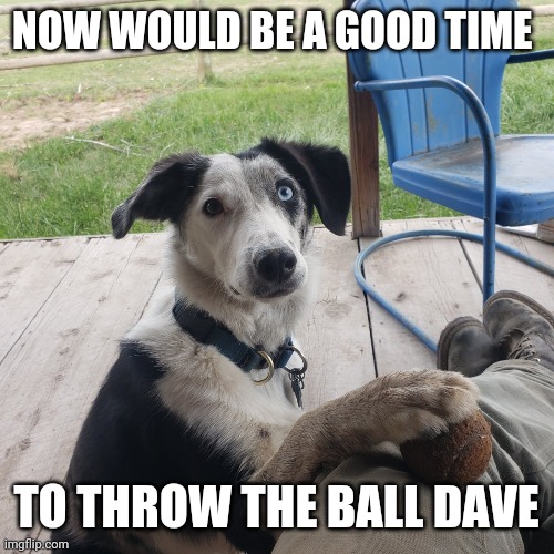 Throw the damn ball | NOW WOULD BE A GOOD TIME; TO THROW THE BALL DAVE | image tagged in dog | made w/ Imgflip meme maker