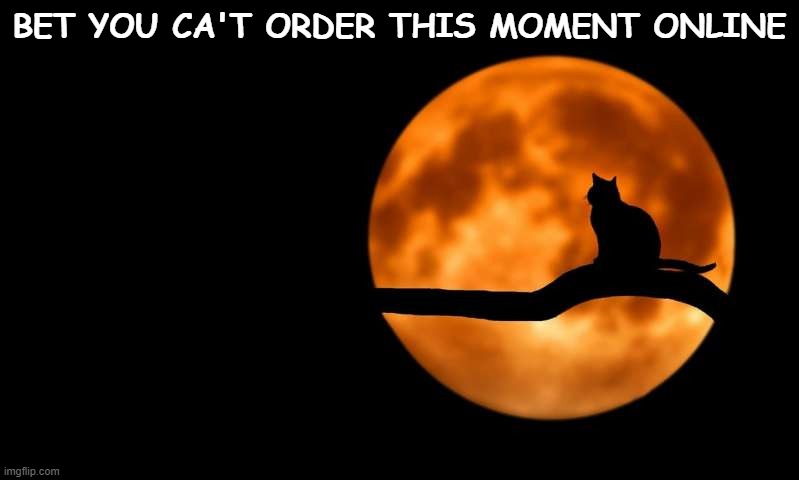 moon cat opportunities | BET YOU CA'T ORDER THIS MOMENT ONLINE | image tagged in moon cat opportunities | made w/ Imgflip meme maker