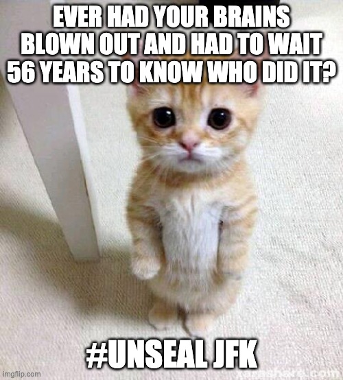 Cute Cat Meme | EVER HAD YOUR BRAINS BLOWN OUT AND HAD TO WAIT 56 YEARS TO KNOW WHO DID IT? #UNSEAL JFK | image tagged in memes,cute cat | made w/ Imgflip meme maker