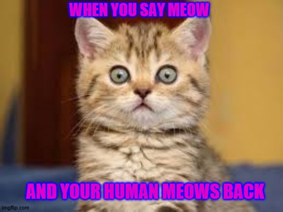 Confused Kitty | WHEN YOU SAY MEOW; AND YOUR HUMAN MEOWS BACK | image tagged in cats,kitty cat,meow,wait hold up,lol,animals to humans | made w/ Imgflip meme maker