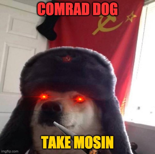 look at this cat yo | COMRAD DOG; TAKE MOSIN | image tagged in russian doge,dog | made w/ Imgflip meme maker