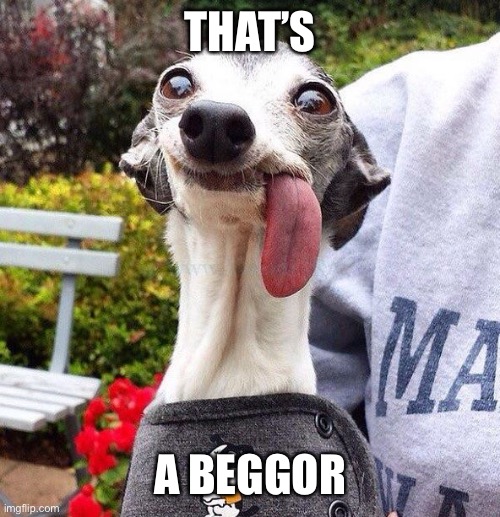 Derp Dog | THAT’S A BEGGOR | image tagged in derp dog | made w/ Imgflip meme maker