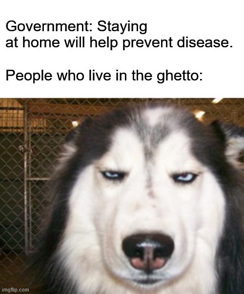 Have you SEEN our homes? | Government: Staying at home will help prevent disease.
.
People who live in the ghetto: | image tagged in disapproving husky,ghetto,covid-19,quarantine | made w/ Imgflip meme maker