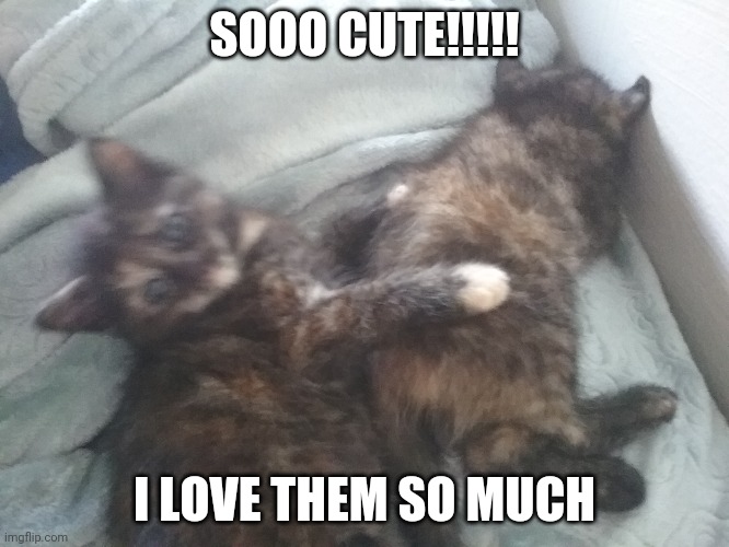 Kittens | SOOO CUTE!!!!! I LOVE THEM SO MUCH | image tagged in so cute | made w/ Imgflip meme maker