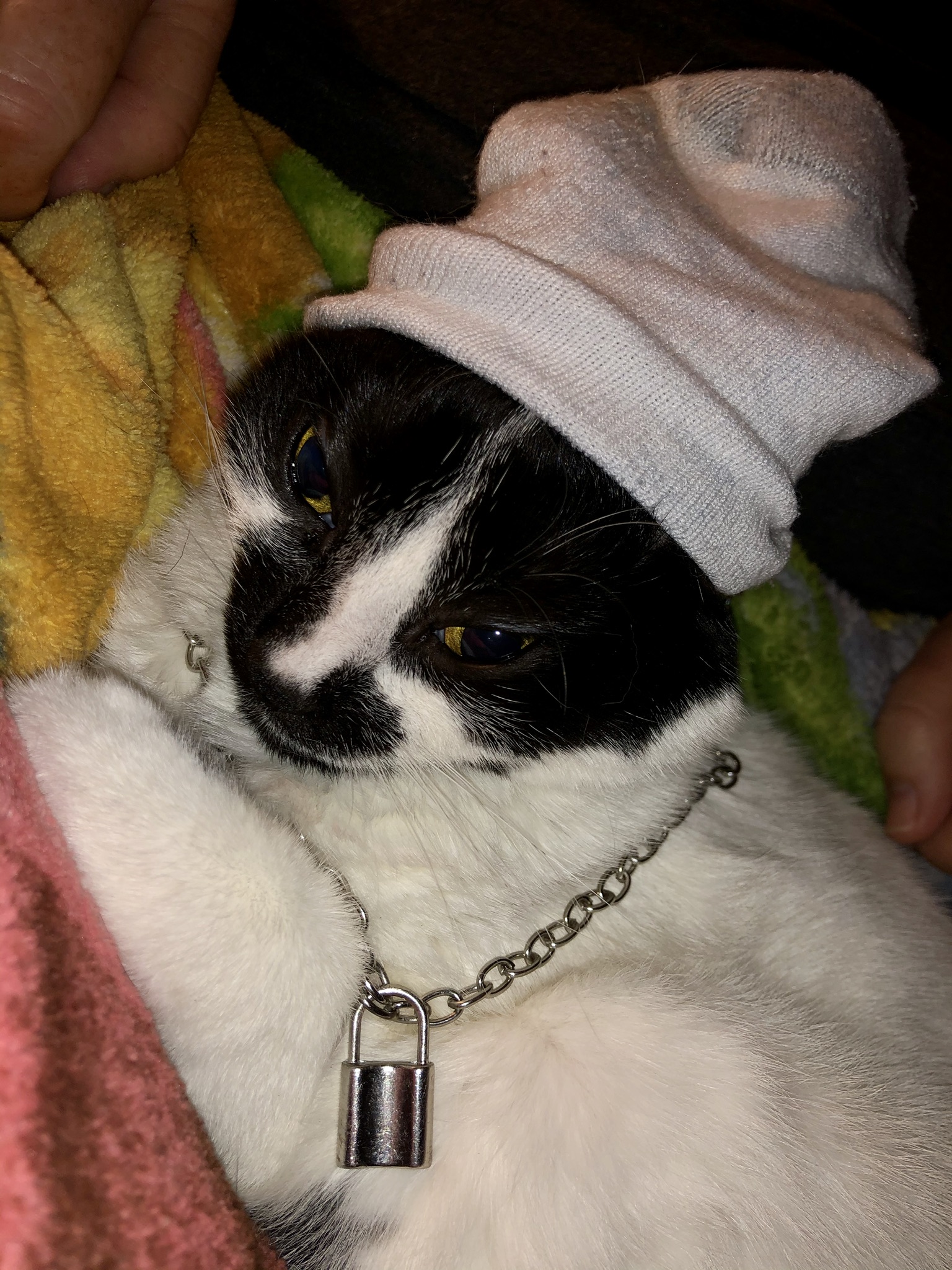 High Quality Gangsta Cat Blank Meme Template
