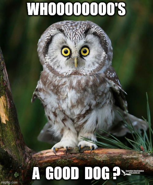 Owl | WHOOOOOOOO'S A  GOOD  DOG ? | image tagged in owl | made w/ Imgflip meme maker