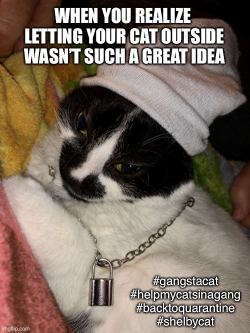 Gangsta Cat | WHEN YOU REALIZE 
LETTING YOUR CAT OUTSIDE
WASN’T SUCH A GREAT IDEA; #gangstacat
#helpmycatsinagang
#backtoquarantine
#shelbycat | image tagged in gangsta cat,quarantine,thug life,cats,funny,coronavirus | made w/ Imgflip meme maker