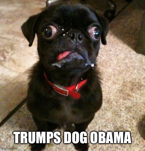 TRUMPS DOG OBAMA | made w/ Imgflip meme maker