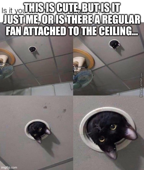 It a ceiling fan, or a regular old fan.. somebody pleeease tell me | THIS IS CUTE, BUT IS IT JUST ME, OR IS THERE A REGULAR FAN ATTACHED TO THE CEILING... | image tagged in lol,confused | made w/ Imgflip meme maker