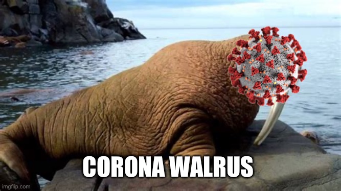 CORONA WALRUS | image tagged in coronavirus,memes | made w/ Imgflip meme maker