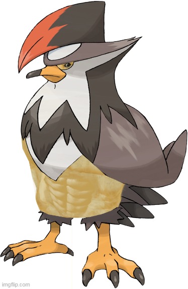 "Regional Bird of Sinnoh" | image tagged in pokemon,funny pokemon,pokemon memes,pokemon logic,doge,who's that pokemon | made w/ Imgflip meme maker