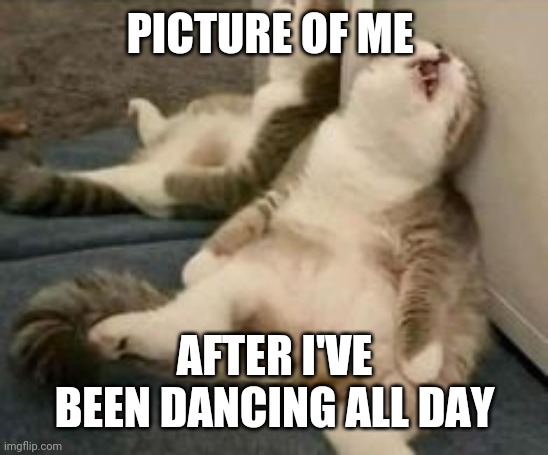 Tired cat | PICTURE OF ME; AFTER I'VE BEEN DANCING ALL DAY | image tagged in tired cat | made w/ Imgflip meme maker