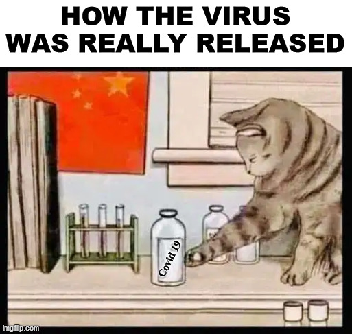 That is why the eat cats I guess. |  HOW THE VIRUS WAS REALLY RELEASED; Covid 19 | image tagged in covid 19,cat | made w/ Imgflip meme maker