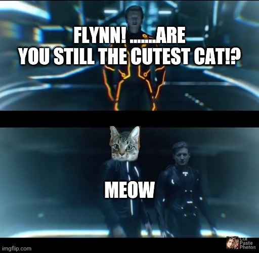 Tron Legacy Flynn the Cat | image tagged in cat memes,funny cat memes | made w/ Imgflip meme maker