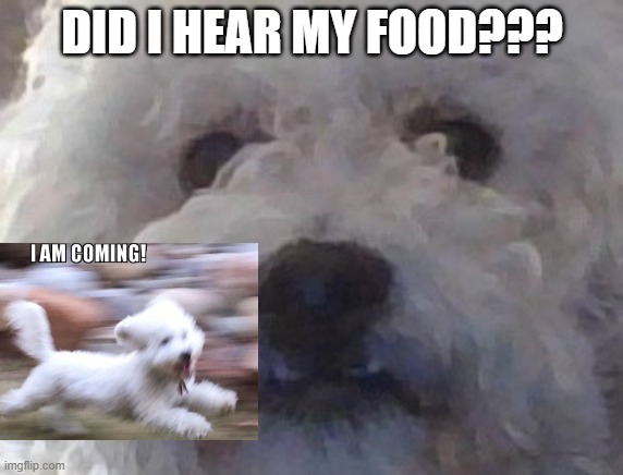 ALFIE | DID I HEAR MY FOOD??? | image tagged in alfie | made w/ Imgflip meme maker