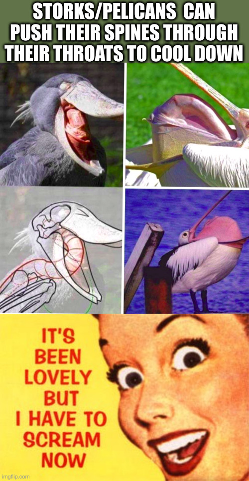 What the..... | STORKS/PELICANS  CAN PUSH THEIR SPINES THROUGH THEIR THROATS TO COOL DOWN | image tagged in pelican,stork,wtf,nature is weird,nature | made w/ Imgflip meme maker
