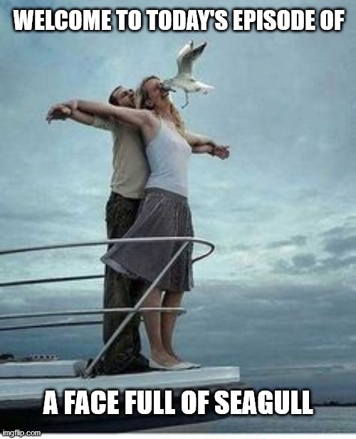 A Titanic Fail | WELCOME TO TODAY'S EPISODE OF; A FACE FULL OF SEAGULL | image tagged in funny,memes,hold up,titanic,animals,fun | made w/ Imgflip meme maker