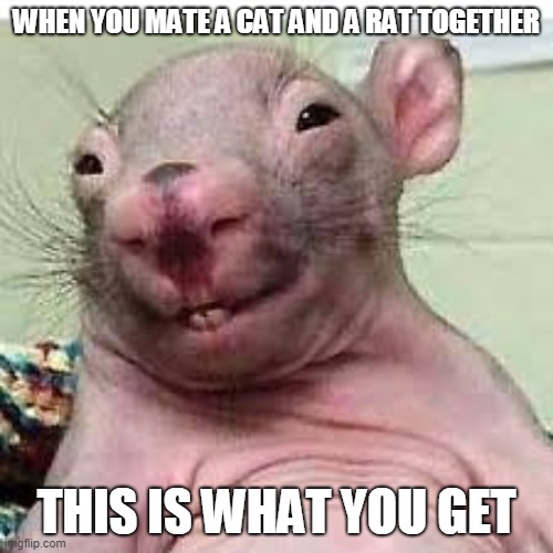 cool | WHEN YOU MATE A CAT AND A RAT TOGETHER; THIS IS WHAT YOU GET | image tagged in cool,weird,dumb | made w/ Imgflip meme maker