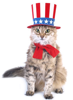 High Quality 4th of July Cat Blank Meme Template