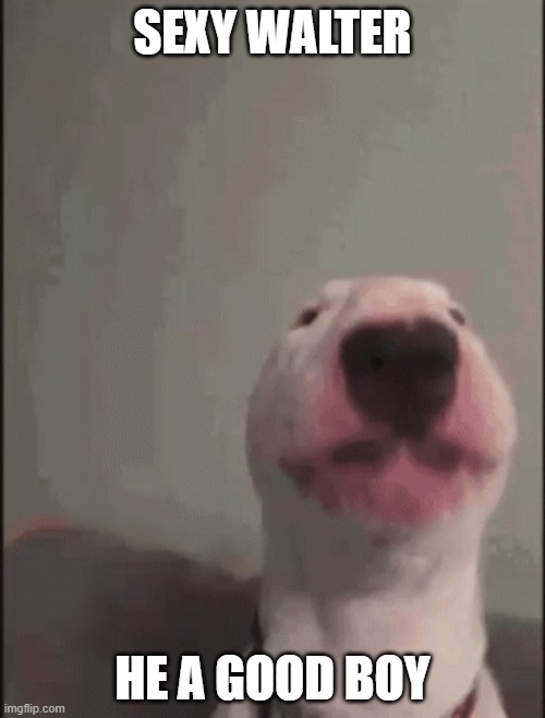 walter | SEXY WALTER; HE A GOOD BOY | image tagged in walter the dog | made w/ Imgflip meme maker