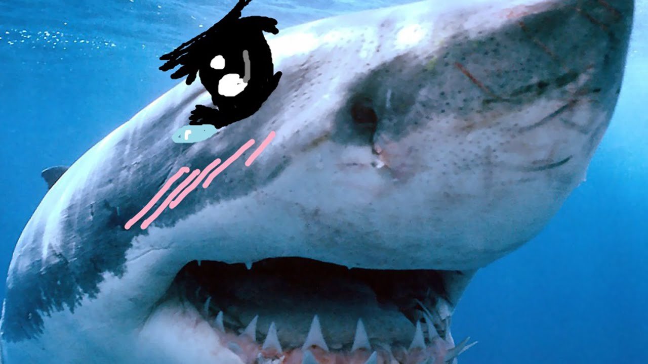 Tsundere Shark Blank Meme Template