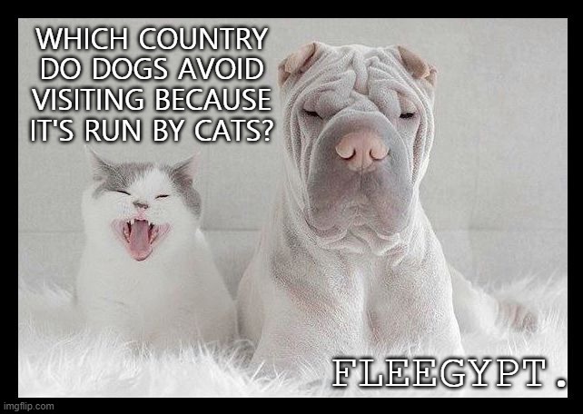 Daily Bad Dad Joke May 26 2020 |  WHICH COUNTRY DO DOGS AVOID VISITING BECAUSE IT'S RUN BY CATS? FLEEGYPT. | image tagged in dog and cat annoyed | made w/ Imgflip meme maker