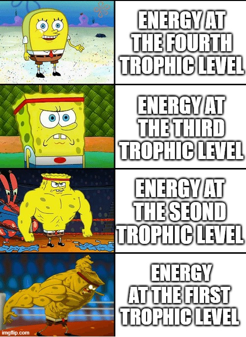 Environmental Science | ENERGY AT THE FOURTH TROPHIC LEVEL; ENERGY AT THE THIRD TROPHIC LEVEL; ENERGY AT THE SEOND TROPHIC LEVEL; ENERGY AT THE FIRST TROPHIC LEVEL | image tagged in strong spongebob chart | made w/ Imgflip meme maker