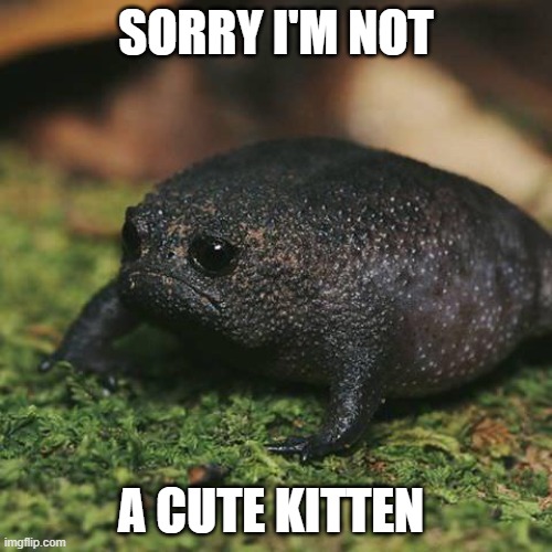 My friend called it gross | SORRY I'M NOT; A CUTE KITTEN | image tagged in sadness,ugly,philosophy,existentialism | made w/ Imgflip meme maker