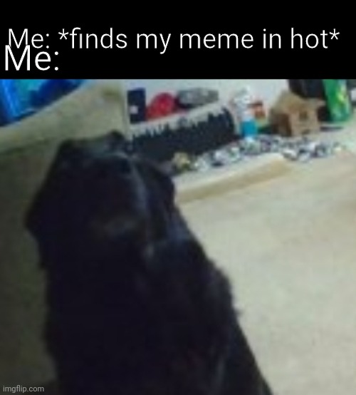 Apollo the Doggo: hecc no | Me: *finds my meme in hot* Me: | image tagged in apollo the doggo hecc no | made w/ Imgflip meme maker