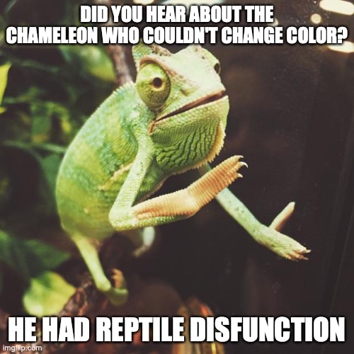 Slow Clap Chameleon  | DID YOU HEAR ABOUT THE CHAMELEON WHO COULDN'T CHANGE COLOR? HE HAD REPTILE DISFUNCTION | image tagged in slow clap chameleon,bad pun | made w/ Imgflip meme maker